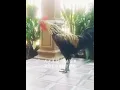 Download Lagu ayam jago pelung kukuruyuk#ayampelung #rooster