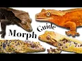 Crested Gecko Morph Guide 2026 The ULTIMATE Guide
