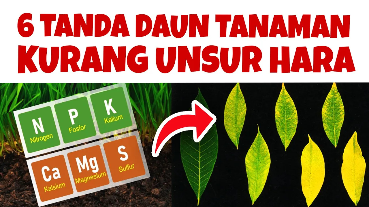 6 TANDA DAUN TANAMAN KURANG UNSUR HARA | NPK, Ca, Mg, S | PUPUK TUMBUH SUBUR BERBUAH LEBAT
