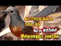 Download Lagu Murai Betina Gacor Memanggil Jantan Terbukti Ampuh Memancing Emosi Dan Birahi Murai @dirutkicau4l