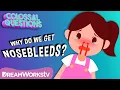 Why Do You Get Nosebleeds COLOSSAL QUESTIONS