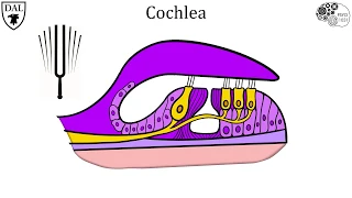 Tricky Topics: Auditory Transduction