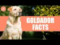 Goldador Dog Breed 10 Amazing Facts You Must Know
