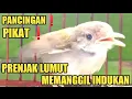 Download Lagu suara pikat prenjak lumut❗anakan prenjak lumut pemanggil