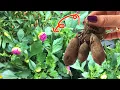 Download Lagu Mijn dahlia's: van voortrekken binnen naar verzorgen in de tuin