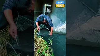 Bare Hands Vs Giant River Fish Handfishing Giantfish Wildcatches Shorts 