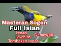 Download Lagu Masteran sogon isian kenari Lovebird cuit cuit mantap