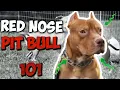 How to know if you have a REAL Red Nose Pit bull