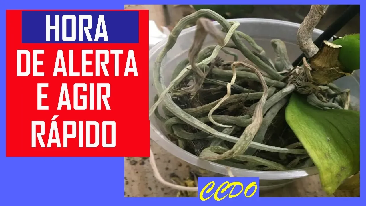 ORQUÍDEAS COM RAÍZES SECAS OU SAINDO DO VASO O QUE É E O QUE FAZER