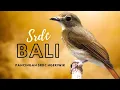 Download Lagu PANCINGAN SUARA SRDC ASLI BALI SPEED LAMBAT UNTUK SRDC NGERIWIK