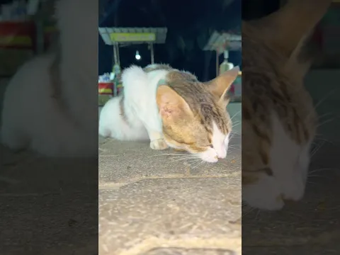 Kitten meowing π» | Kitten sound | Kittens videos | Kitten voice | Cat voice | Cat | Cats for life
