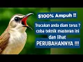 Lagu Suara trucukan gacor ropel ngalas buat pancingan trucukan agar bunyi jadikan burung trucuk gacor