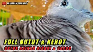 Download Suara perkutut lokal Full Nutut dan Kerot untuk Naikan Birahi. MP3