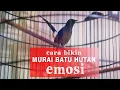 Download Lagu Kretekan dan Suara Awalan MURAI BATU HUTAN untuk memancing emosi