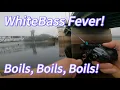 Download Lagu Chasing White Bass in Late Summer Part 2. Too Easy!