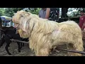 Lagu 2 EKOR 2.500‼️SUPERAN HARGA MURAH | Pasar Kambing Kerek