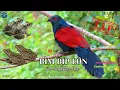 Download Lagu ✅Tiếng Bìm bịp mồi gọi bầy + Tiếng nhái é chuẩn to rõ không tạp âm | Greater Coucal sound call (P3)