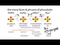 Phosphate forms names pKa s etc buffers basics intuition