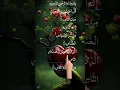 Download Lagu SURAH AN NAS💝🥰Egzon Ibrahimi #quran#quranrecitation #shorts #shortvideo #quran