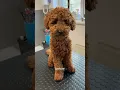 Teddy bear haircut on a poodle