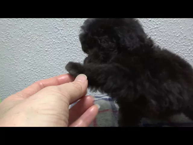 動画