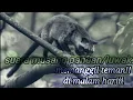 🔴suara musang‼️cocok untuk pikat