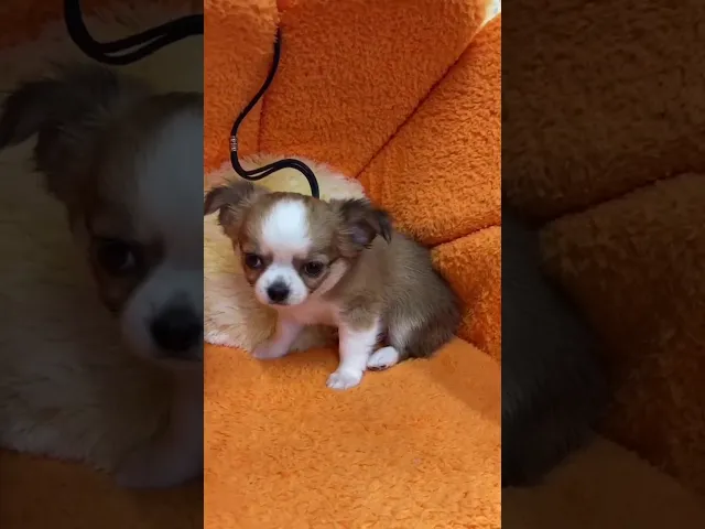 動画