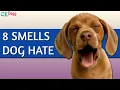 8 Smells Dogs Hate Smells Dogs Hate Dog Repellent