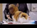 CFA International Cat Show 2018 - Persian kitten class judging