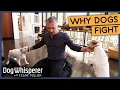 Raging Jack Russells Won t Stop Fighting Season 8 Episode 2 Dog Whisperer