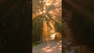 صوت عصافير استرخاء الصباح 