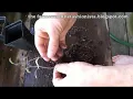 Separating Multiple Large Seedlings