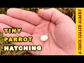 Lagu The Smallest Parrot you have ever seen - Tiny egg rescue