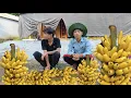 Download Lagu The Ly Su Ca brothers are harvesting ripe bananas - and the banana cake is delicious.