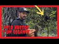 Download Lagu ⚠️ “Pelo, Huesos y un Gigante: terrorifico Encuentro Más Cercano con Bigfoot”