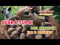 Lagu Suara anak tupai memanggil induknya 🔞‼️