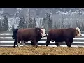 Bull Sale Crystal Springs Ranch North Country Ranchland
