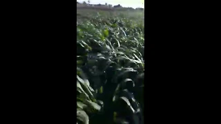 جراس    دندنها