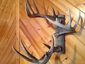 How to Deer Antler Hat Rack
