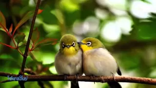 Secret Garden - Poeme TatianaBlue