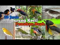Download Lagu Burung Kecil Pemakan Buah - Buahan ‼️ Bahas 20 Jenis Burung \u0026 Harga Bahannya.