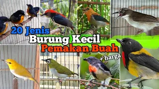 small fruit eating birds discuss 20 types of birds u0026 prices of ingredients 