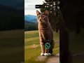 Download Lagu #call #cat #funnycallringto #iphoneringtone #iphone #funny #callm #irringtone #mobileringtone