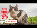 Should We Feed Stray Cats 2024