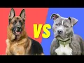 German Shepherd VS PitBull - Compare and contrast the two dog breeds