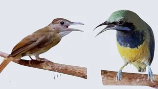 adu tembak kapas tembak gacor feat cucak cungkok masteran kicau