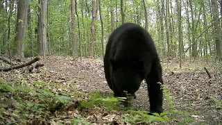 Black Bear Compilation - Suffield CT
