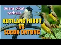 Download Lagu Suara Pikat Kutilang Ribut vs Sogok Ontong Terbaik