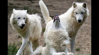 صوت الذئب صوت الذيب عواء الذئب نباح الذئب اصوات الحيوانات Wolf Sound Wolfs Sounds Howling Wolf 