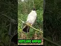 Download Lagu suara kutilang ampuh memanggil lawan auto mendekat.